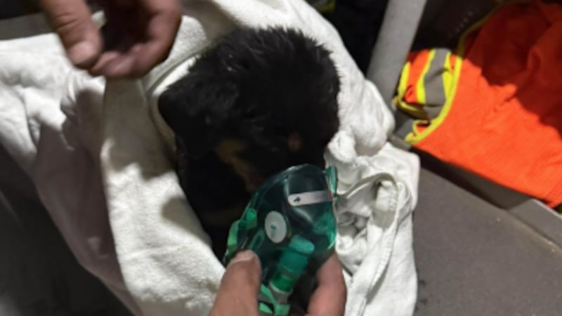 Durante las labores de emergencia, el equipo logró ubicar al perrito en el interior del...