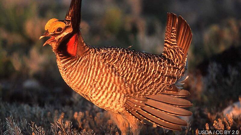 Un pollo de las praderas menor.