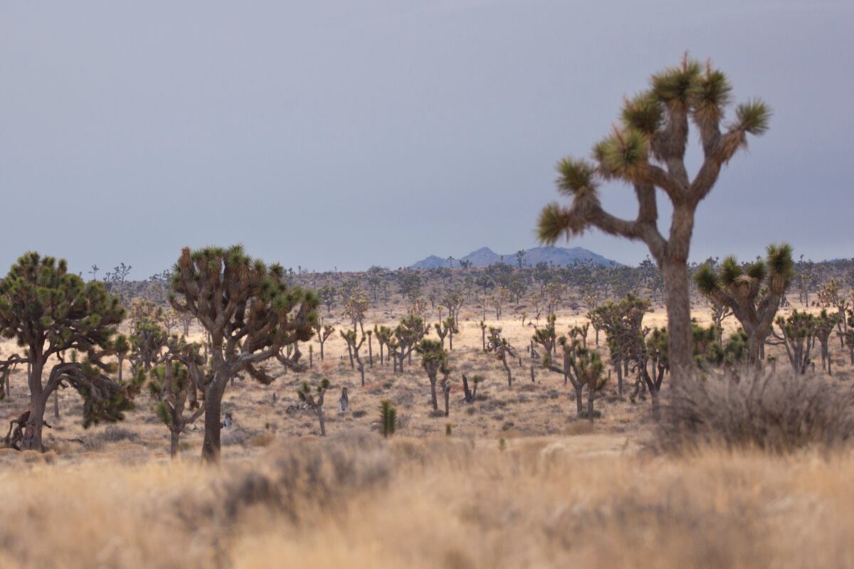 preloaded gallery image