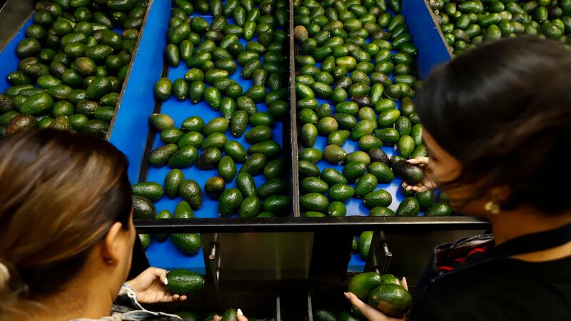 ARCHIVO - Trabajadores seleccionan aguacates en una empacadora en Uruapan, México, el...