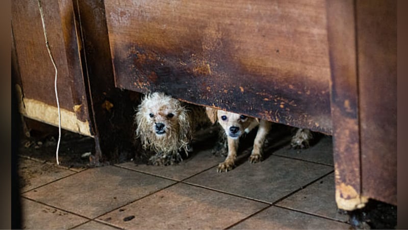 Las autoridades en Houston dicen que los trabajadores rescataron a docenas de perros que...