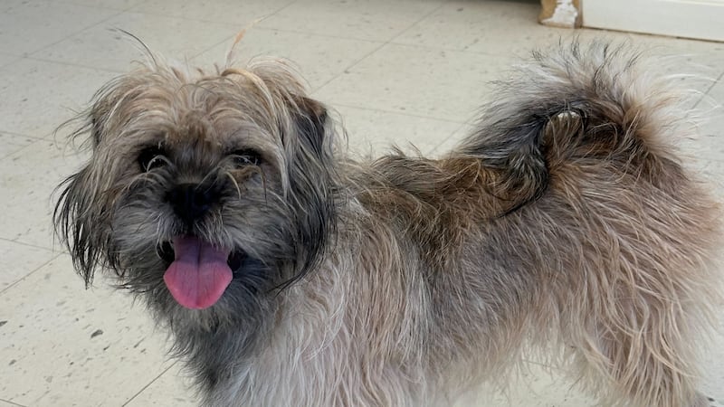 Augie es un cachorro feliz y juguetón al que le encanta estar rodeado de gente y absorber todo...