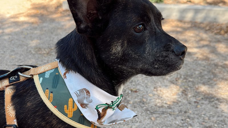 ¡Conozcan a Lil Dumbo, el cachorro con las orejas más grandes y un corazón más enorme!