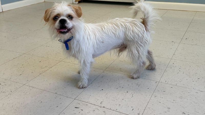 Conoce la mascota de la semana de Grand Companions, Oliver.