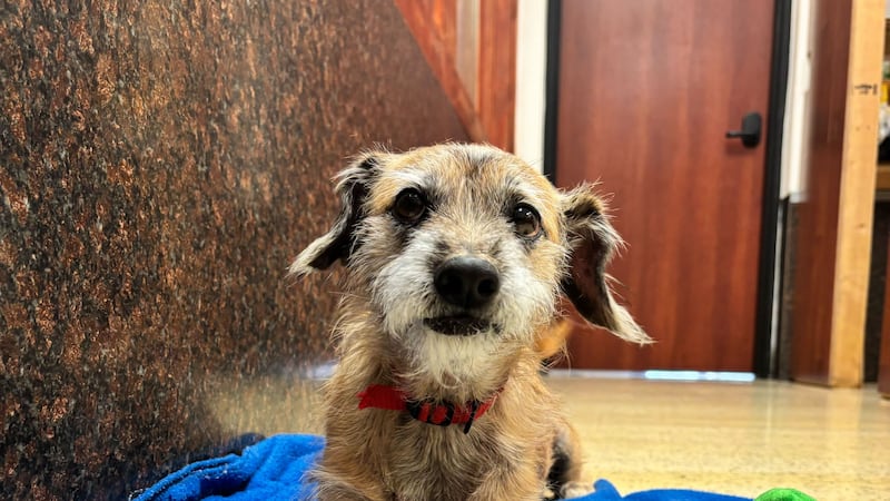 Chencho camina muy bien con la correa, no suelta mucho pelo y no tiene accidentes en su jaula.