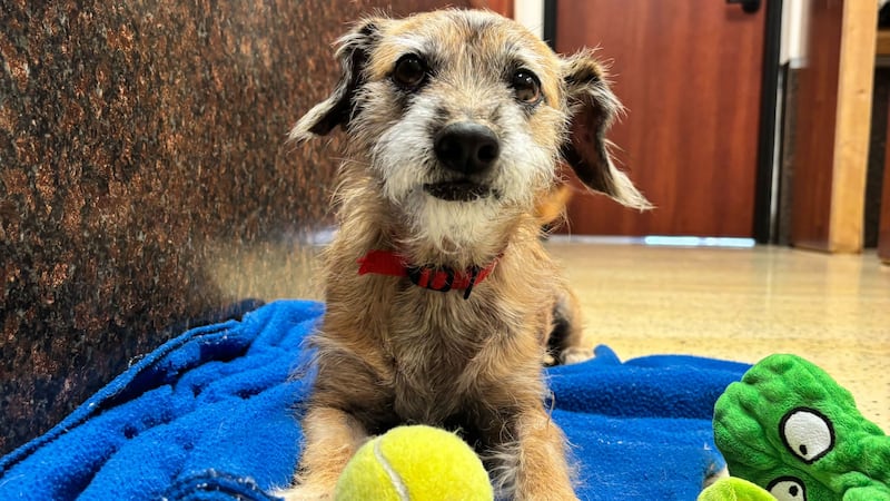 Chencho camina muy bien con la correa, no suelta mucho pelo y no tiene accidentes en su jaula.