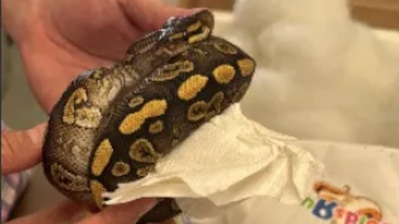 Durante la inspección, los agentes de la CBP descubrieron un total de 39 pitones ocultas en el...