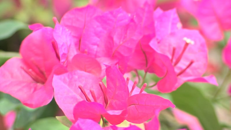 El brócoli, el repollo y las cebollas son algunas verduras de estación fría que son seguras...