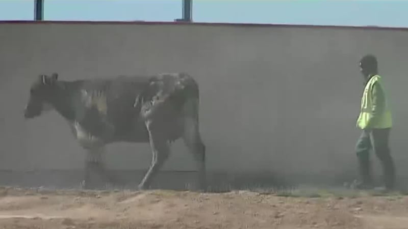 Los informes iniciales dicen que más de 18,000 cabezes de ganado se perdieron en el incendio...