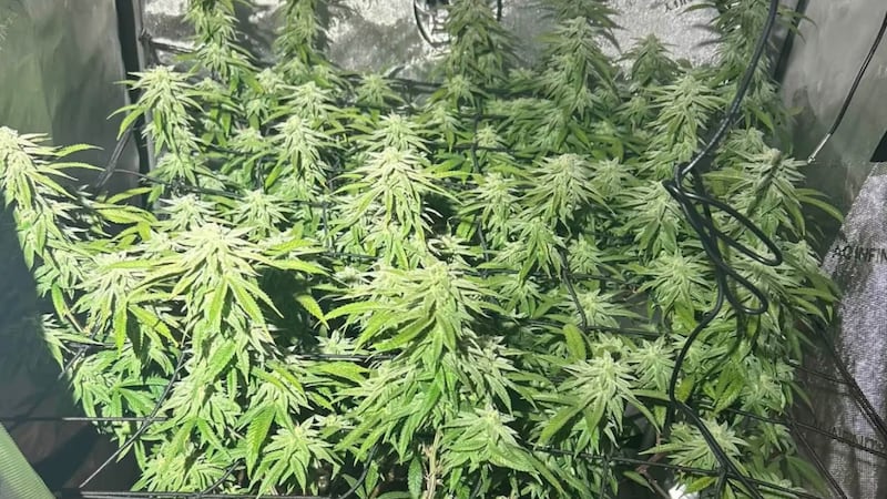Durante el operativo, los investigadores decomisaron marihuana, plantas de marihuana y una...