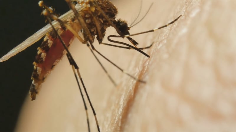 Los Servicios de Salud de la Ciudad de Midland han confirmado la presencia del virus del Nilo...