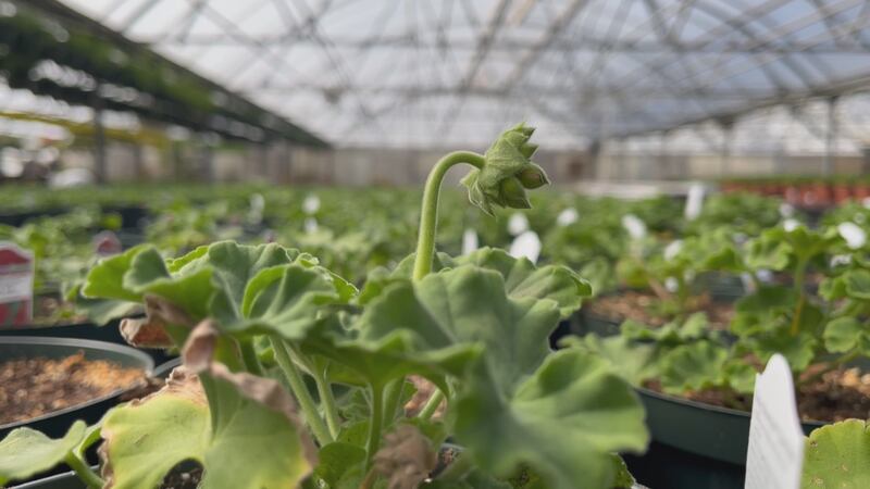 Cómo proteger sus plantas de las heladas