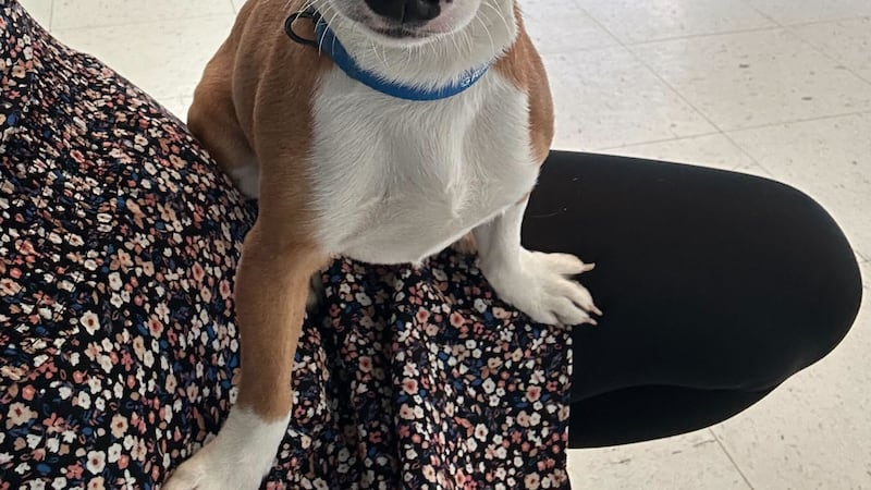 Con su espíritu alegre y su naturaleza cariñosa, Houston está listo para llevar mucho amor y...