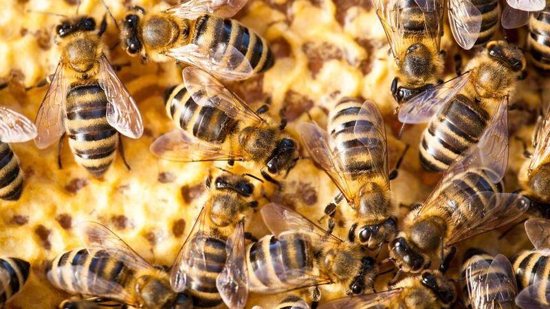 Las abejas africanizadas son extremadamente agresivas y se sabe que siguen a sus víctimas a...