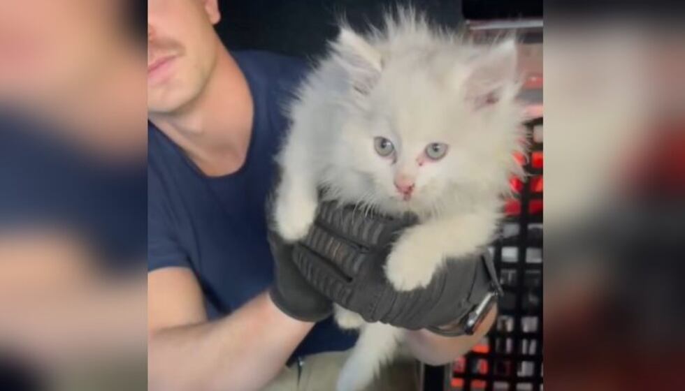 El felino fue rescatado en la I-285 y ahora tiene un nuevo hogar gracias al equipo de bomberos...