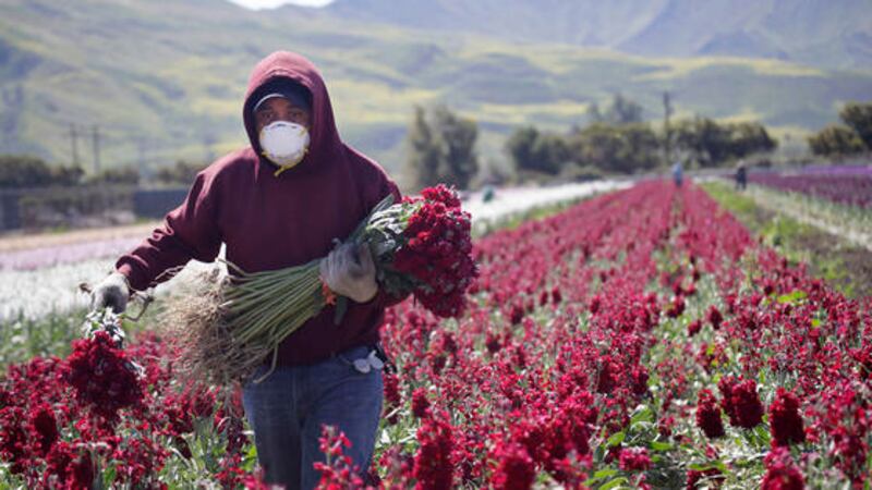 Los inmigrantes indocumentados representan el 11% de los trabajadores en el área agrícola, el...