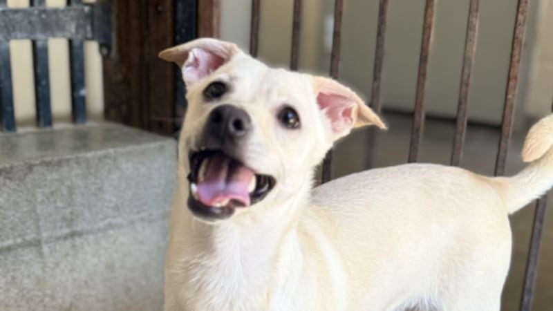 Bear es una mezcla de Chihuahua de un año de edad y aproximadamente 16 libras de peso.