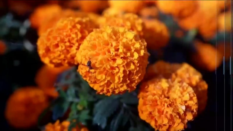 Top 5 con Carlos Figueroa | 31 de octubre de 2025